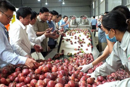 Từ bán ngô, sắn... giấc mơ thu về 1 tỷ USD