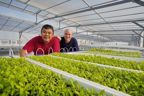 Singapore nhân rộng mô hình trồng rau trên sân thượng