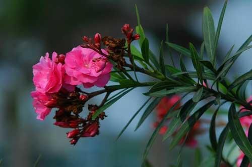 Cây độc: Đẹp mê hồn nhưng toàn thân loài cây này lại chứa đầy kịch độc