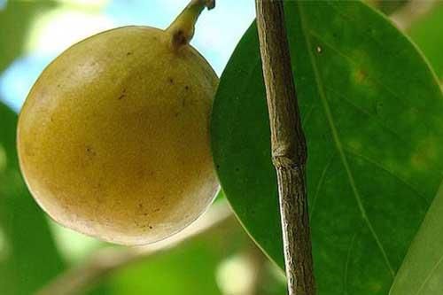 Cây độc: 'Quả táo nhỏ của thần chết' chỉ đứng cạnh cũng đau đớn hàng giờ