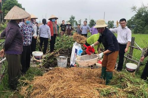 Phụ nữ Sóc Sơn ra tay 'biến' rơm rạ thành phân hữu cơ, bảo vệ môi trường