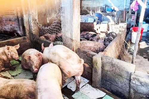 UBND tỉnh chỉ đạo xử lý vấn đề báo nêu