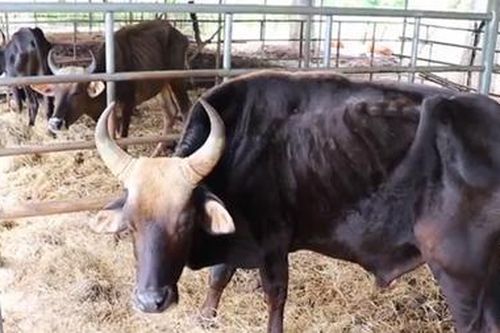 Giải cứu đàn bò tót lai 'da bọc xương' ở Ninh Thuận