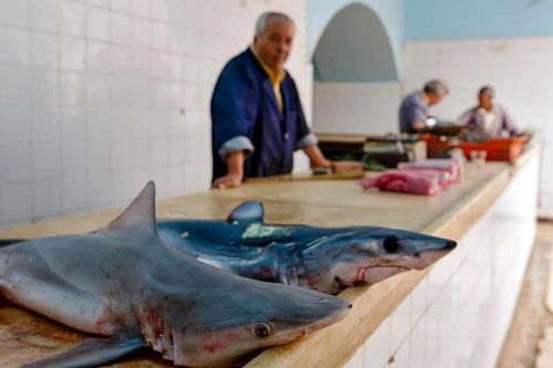Cá mập bị lóc thịt, bày bán khắp chợ ở Tunisia