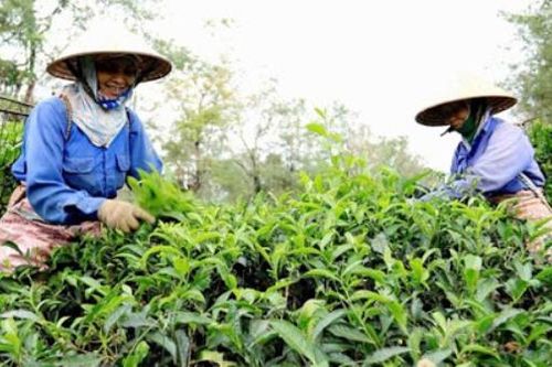 Hỗ trợ doanh nghiệp vùng dân tộc miền núi tiếp cận EVFTA