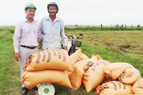 Vạn niềm vui từ trồng rừng chứng chỉ và lúa hữu cơ ở Quảng Trị