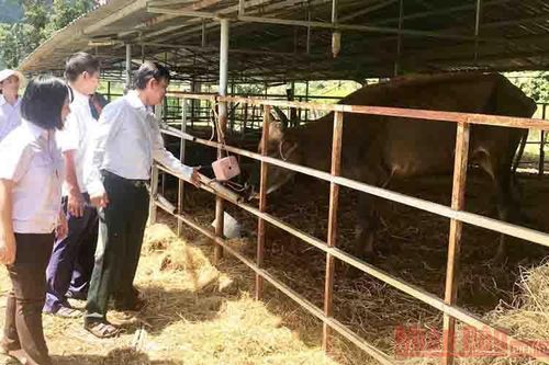 Thông tin về đàn bò tót lai F1 ở Ninh Thuận