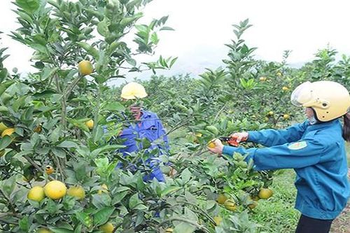 Hòa Bình mở rộng thị trường tiêu thụ nông sản