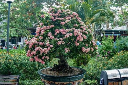 Cận cảnh cây hoa trang đột biến sắc hồng giá gần nửa tỷ, chủ nhân quý hơn vàng