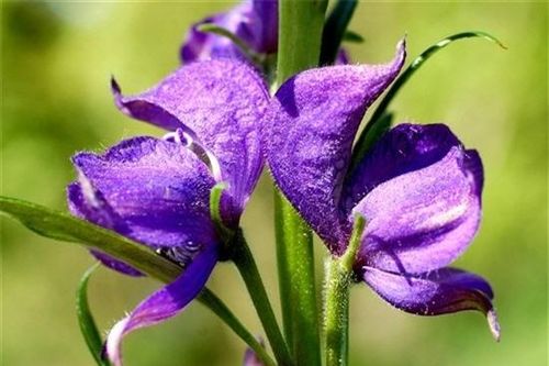 Cây độc: Có hoa đẹp mê mẩn nhưng cây này lại giết người quá nhanh