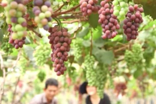 Lâm Đồng: Kiếm bộn tiền nhờ trồng nho Nhật Bản