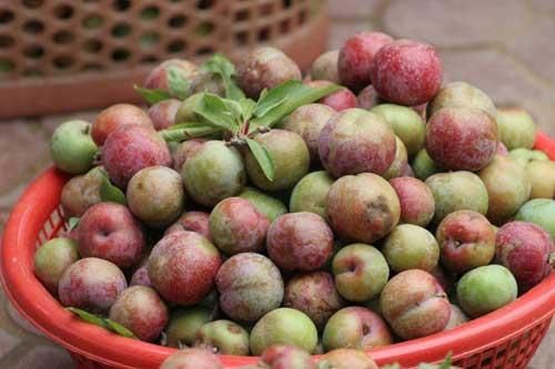 Những người tuyệt đối không nên ăn mận dù bất kỳ lý do nào