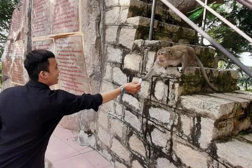 Khỉ hoang trên núi Kéc
