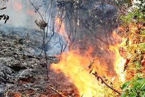 Điều tra vụ phát dọn, đốt phá hơn 106 ha rừng trồng ở Khánh Hòa