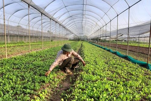 Hà Nội đẩy mạnh xây dựng chuỗi liên kết sản xuất - tiêu thụ nông sản