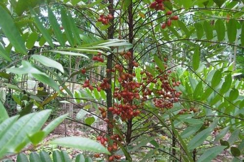 Cây mật nhơn làm thuốc