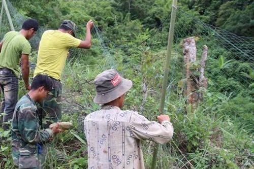 Giăng 800 m lưới để ngăn voọc tấn công người đi đường