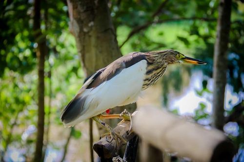 Mục sở thị 'thiên la địa võng' tận diệt chim trời ở Hà Tĩnh