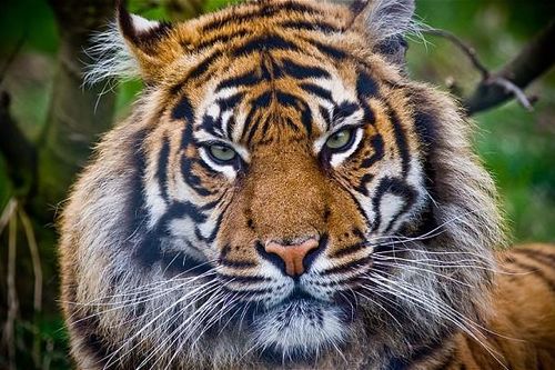 Indonesia: 5 người phải sống trên cây do hổ rình mò bên dưới