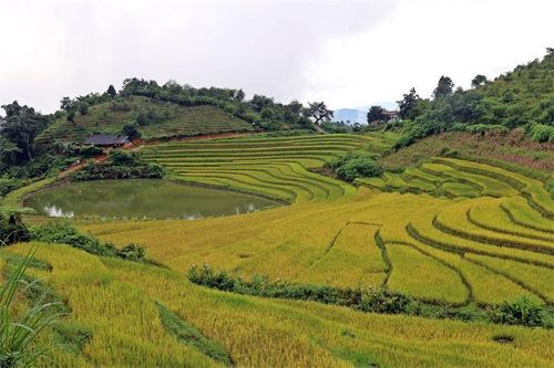 Bí ẩn đá chia ruộng của người Mông