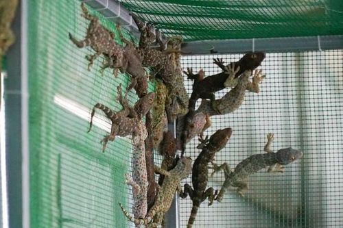 Mục sở thị trang trại nuôi tắc kè hoa 'độc nhất' ở Hà Nội
