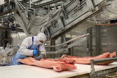 30 triệu con lợn, không thể mãi giết mổ thủ công nhỏ lẻ