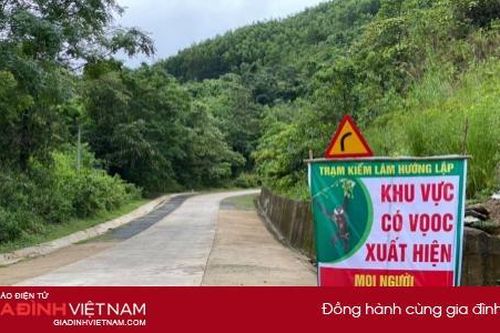 9 người ở Quảng Trị bị thương nặng do voọc đen gáy trắng tấn công