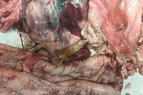 Phát hiện, tiêu hủy hàng tấn thịt lợn bẩn, bốc mùi hôi thối