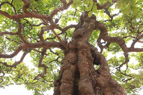 Mãn nhãn cây khế khổng lồ hơn trăm tuổi, chủ nhân nhất quyết không bán dù được trả tiền tỷ