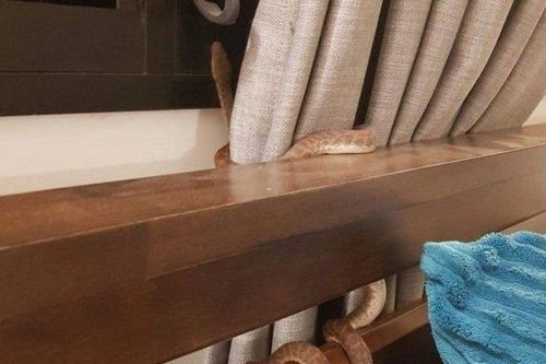 Người phụ nữ bị rắn cắn vào mặt khi đang ngủ