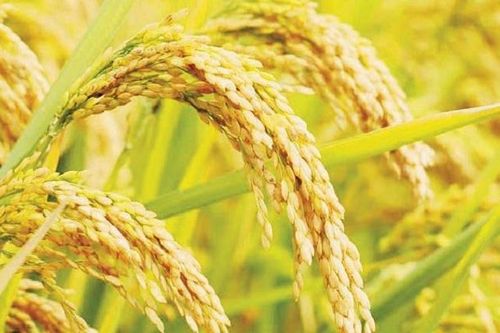 Giá lúa gạo hôm nay ngày 3/10: Lúa Thu Đông bắt đầu thu hoạch, giá gạo đi ngang