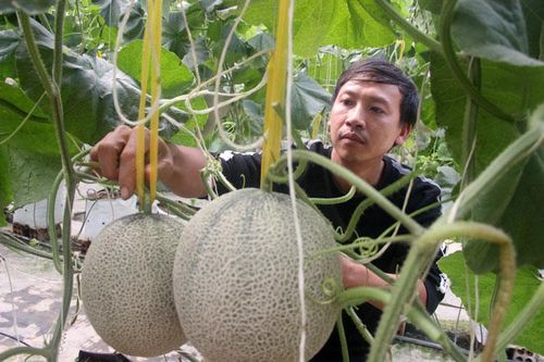 Vườn dưa lưới công nghệ cao đầu tiên ở Đam Rông