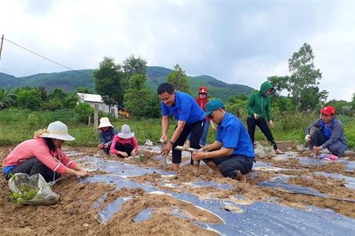Nhiều triển vọng từ việc liên kết phát triển cây dược liệu