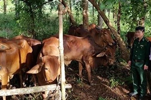 Khả năng thương mại hóa cao từ phát triển công nghệ cao trong nuôi heo rừng và bò ở Tây Nguyên