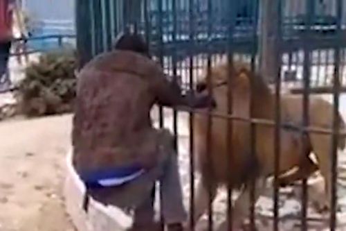 Clip: Khiêu khích sư tử, người đàn ông suýt bị cắn đứt tay