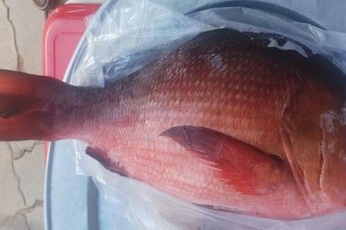 Coi chừng mất mạng vì ngộ độc hải sản lạ
