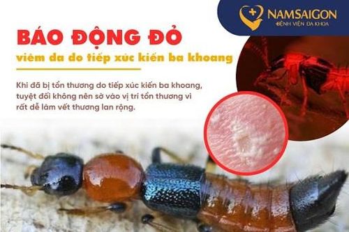 Kiến ba khoang hoành hành