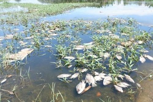 Quảng Nam: Cá chết bốc mùi hôi thối trên sông Cổ Cò