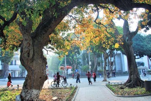 Thu ca Hà Nội