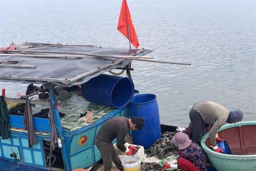 Ngư dân Hà Tĩnh được mùa sò mai