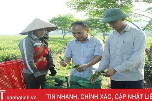 Vị giám đốc dày công vun đắp màu xanh cho vùng chè Hương Sơn