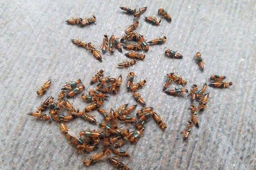 Lộ diện nọc độc của sinh vật loanh quanh gần nhà con người mạnh hơn hổ mang chúa 15 lần