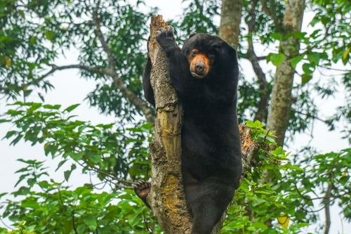 Bên trong ngôi nhà nuôi gấu lớn nhất Việt Nam