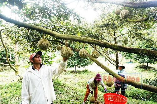 Kỳ 2: 'Chìa khóa' xóa nghèo