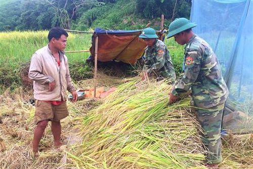 Bộ đội Biên phòng Quảng Trị gặt lúa giúp người khuyết tật