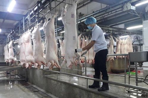 Giá thịt lợn hơi giảm mạnh về mức thấp nhất 72.000 đồng/kg