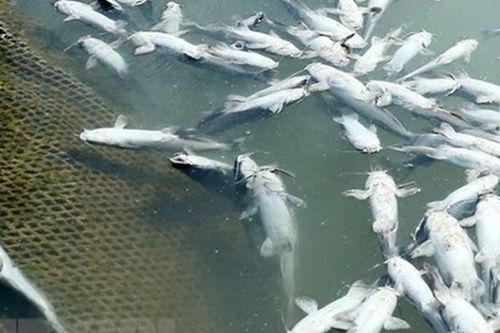 Cá đặc sản nuôi lồng trên sông Đà bị chết hàng loạt