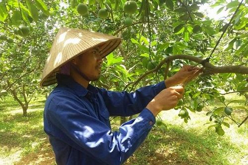 Hỗ trợ nông dân sản xuất an toàn