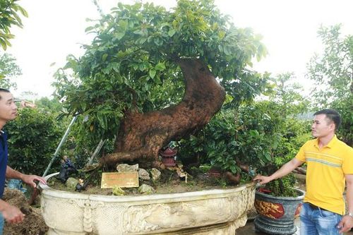 Chiêm ngưỡng 'kho báu triệu đô' từ núi rừng Yên Tử
