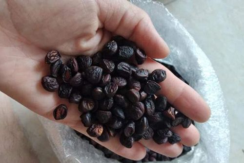 Hạt 'vàng' Tây Bắc, 2 triệu đồng/kg vẫn được khách săn lùng